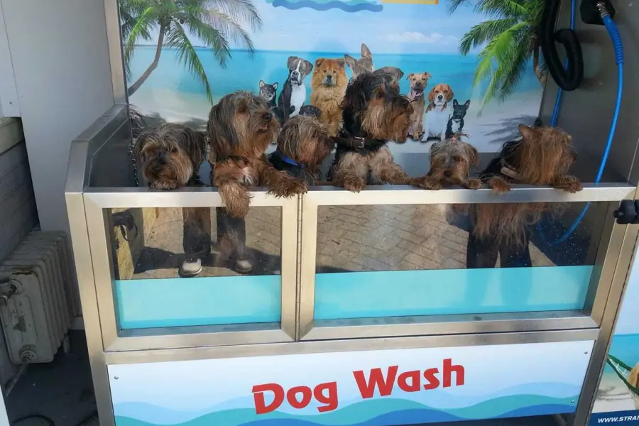 Dogwash 002