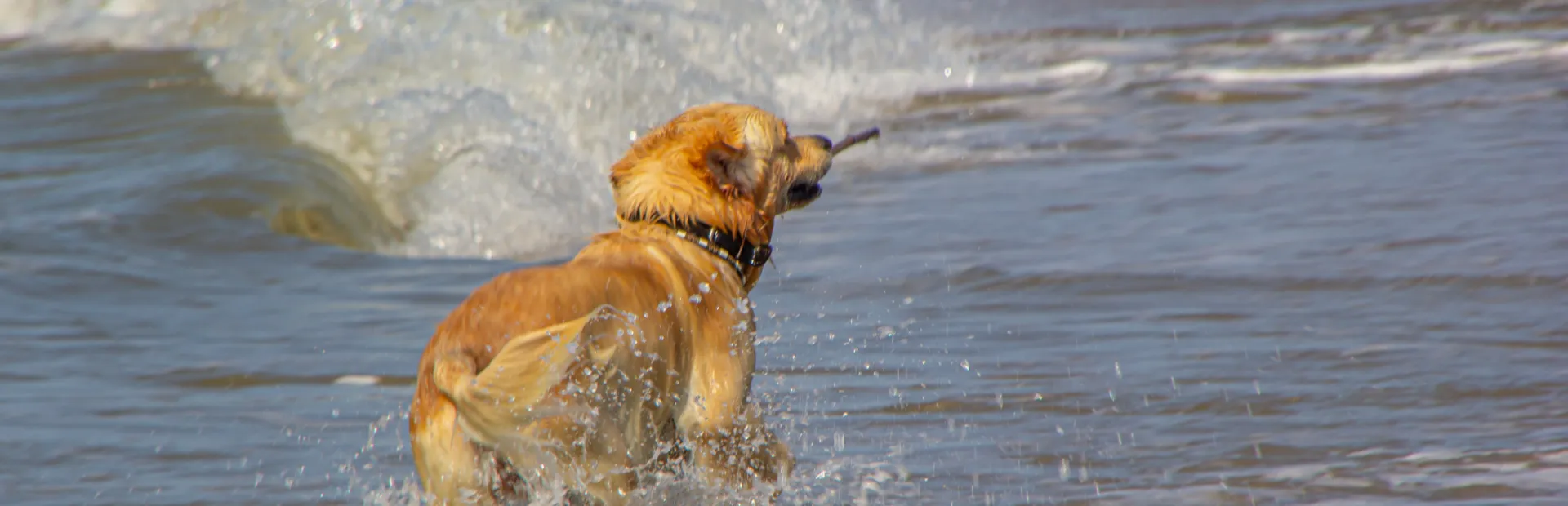 Ulaub mit ihre hund Julianadorp