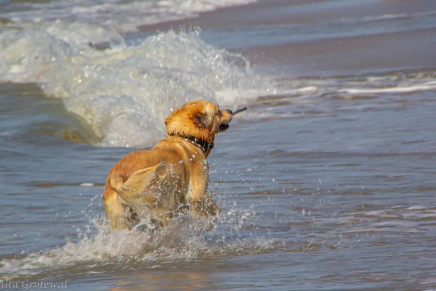 Ulaub mit ihre hund Julianadorp