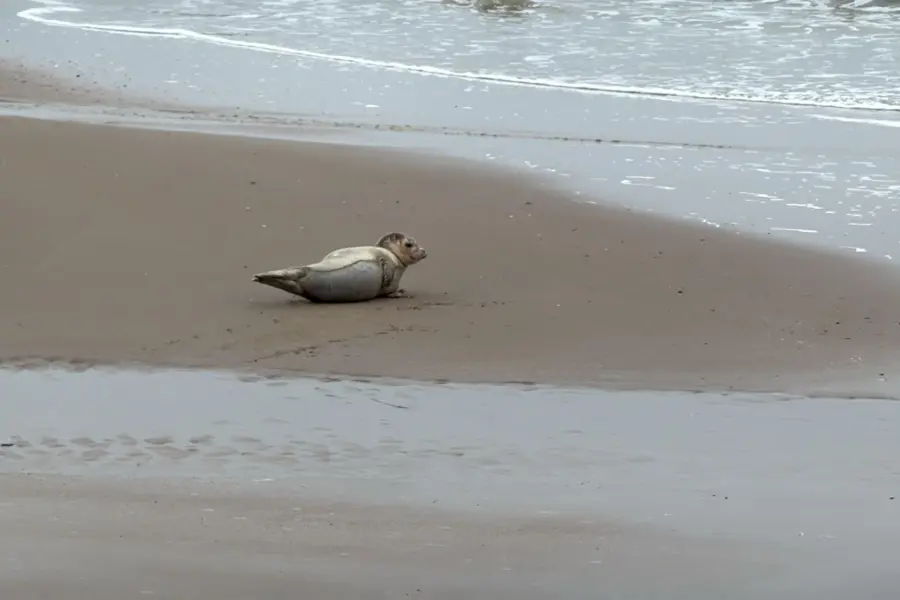 Zeehondje Julianadorp aan Zee